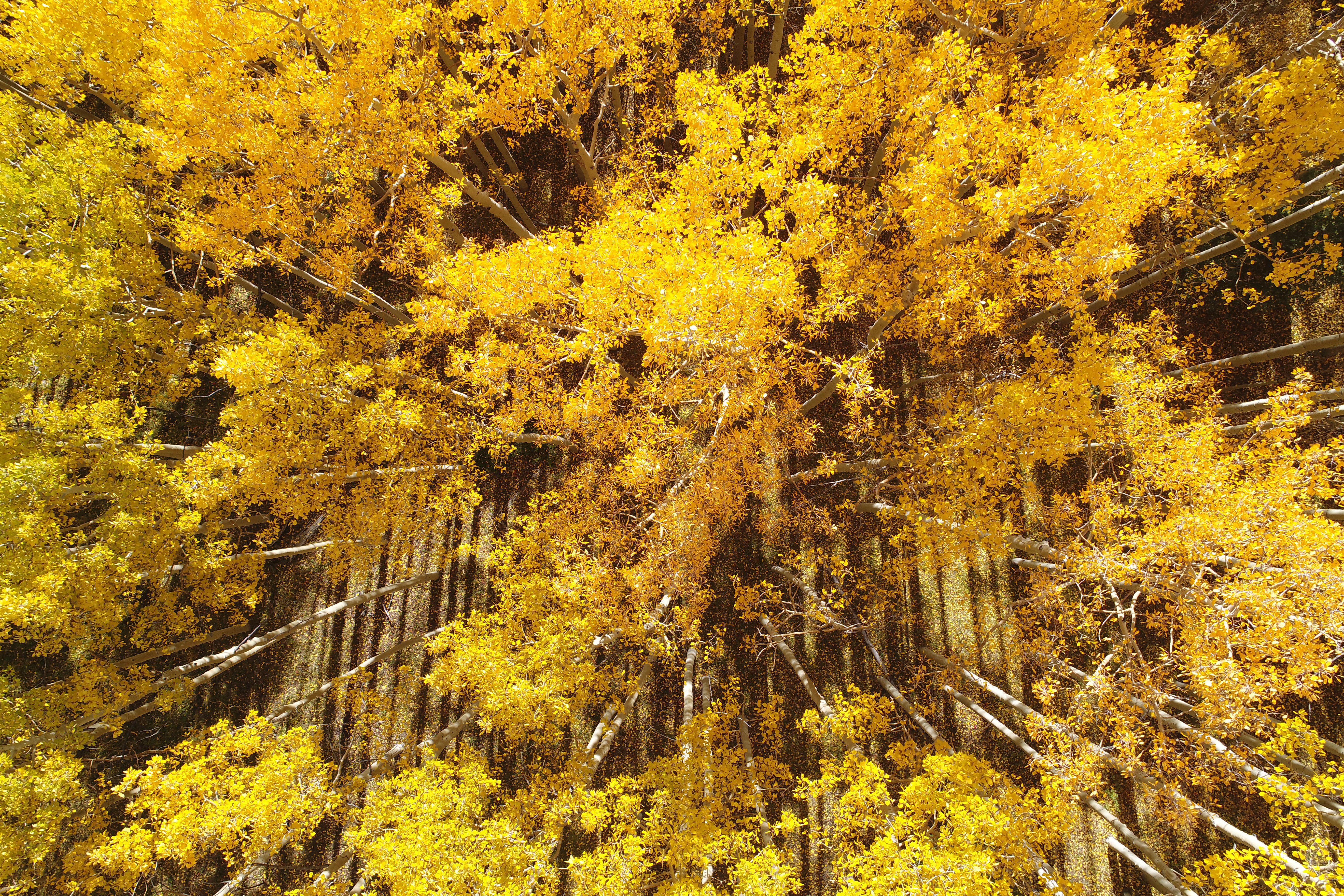 Aspens