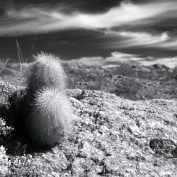 IMG_4428.JPG